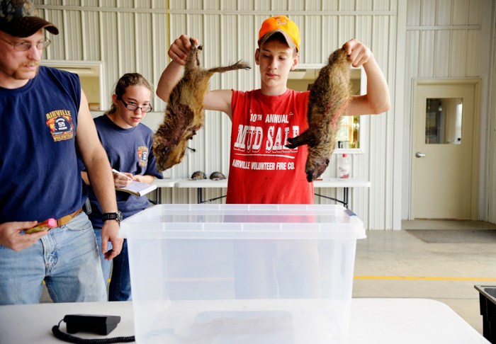 James Parsons IV, 13, lowers two dead groundhogs into a tub on top of a scale to be weighed together, as his father and volunteer firefighter James watches and as his twin sister Rebecca, 13, stands by to record weights on Saturday, June 15, 2013. The groundhogs were two of nine brought in by Steve Wilson of Lower Chanceford Township, who registered in Airville Volunteer Fire Company's first-ever groundhog hunt fundraiser. "Now I get the dubious pleasure of getting rid of them," Wilson said as he scooped the carcasses back into the bin in which he'd brought them. Airville Volunteer Fire Company hosted a groundhog hunt fundraiser, registering 38 local hunters who hunted for groundhogs on Friday and Saturday, June 14-15, 2013. Two prizes -- one for the heaviest groundhog and one for the most kills -- were awarded. DAILY RECORD/SUNDAY NEWS - CHRIS DUNN
