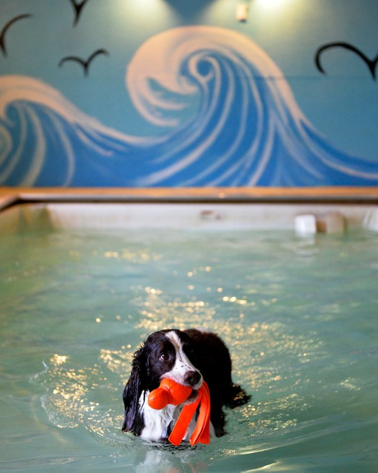 Charlie the English Springer Spaniel wades in a 2-foot-deep, heated pool at Morgan's Paws Pet Care Center in Spring Garden Township on Wednesday, Jan. 8, 2014. Dogs enrolled in Morgan's Paws Pet Care Center in Spring Garden Township have access to two heated pools for an hour-long session, while dogs not enrolled can participate in private or open swim sessions. Chris Dunn — Daily Record/Sunday News