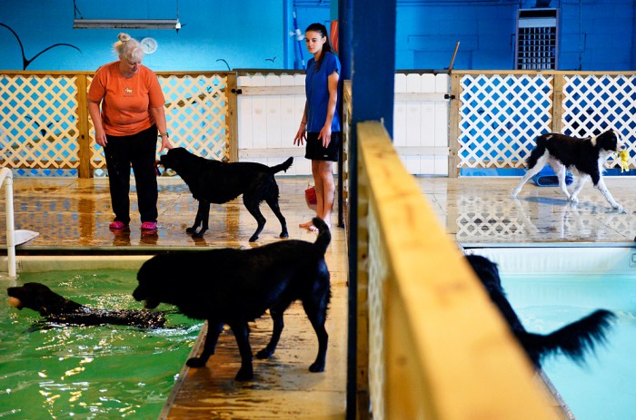 Morgan's Paws Pet Care Center dog handlers Roxanne Smeltzer, left, and Rikki Herbst keep an eye on six dogs and the two heated pools during the daily one-hour pet swim session on Wednesday, Jan. 8, 2014. Dogs enrolled in Morgan's Paws Pet Care Center in Spring Garden Township have access to two heated pools for an hour-long session, while dogs not enrolled can participate in private or open swim sessions. Chris Dunn — Daily Record/Sunday News